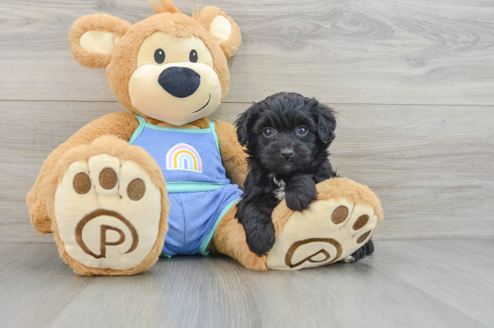 5 week old Mini Aussiedoodle Puppy For Sale - Seaside Pups