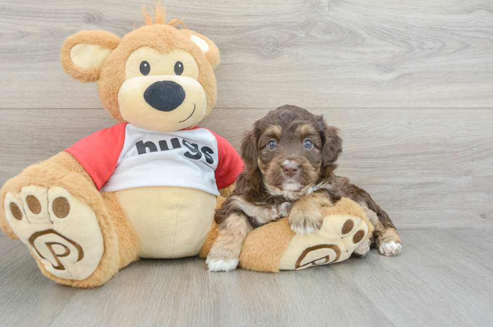 6 week old Mini Aussiedoodle Puppy For Sale - Seaside Pups