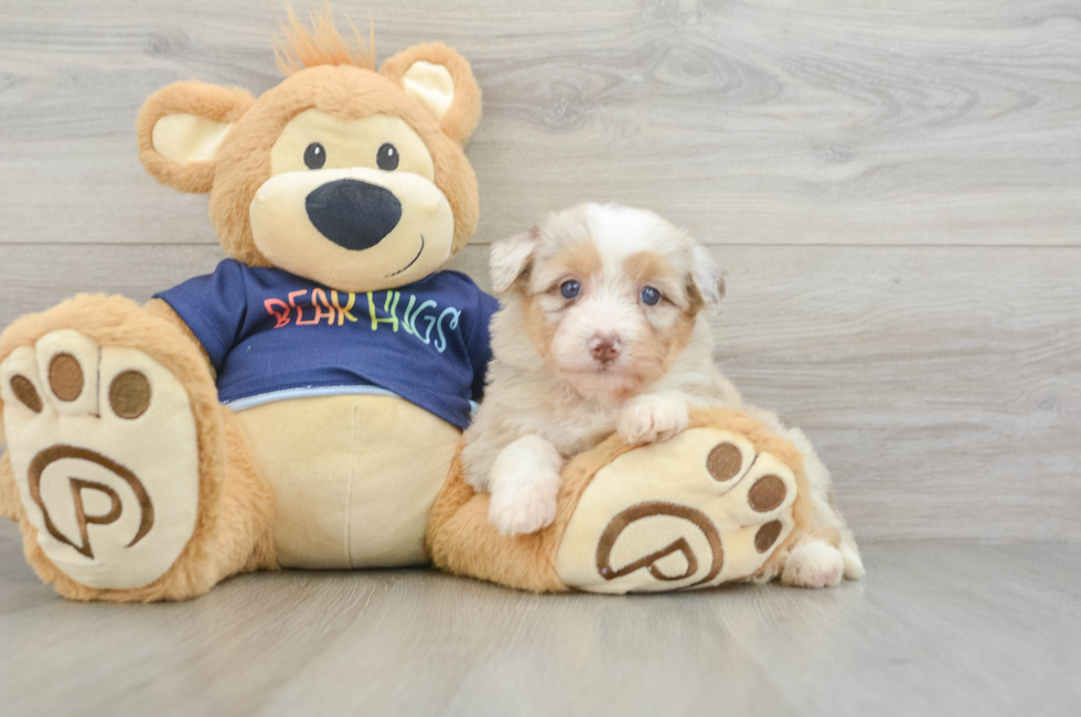 7 week old Mini Aussiedoodle Puppy For Sale - Seaside Pups