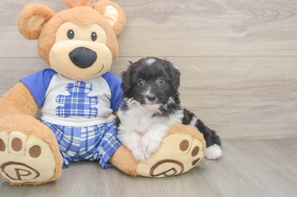 6 week old Mini Aussiedoodle Puppy For Sale - Seaside Pups