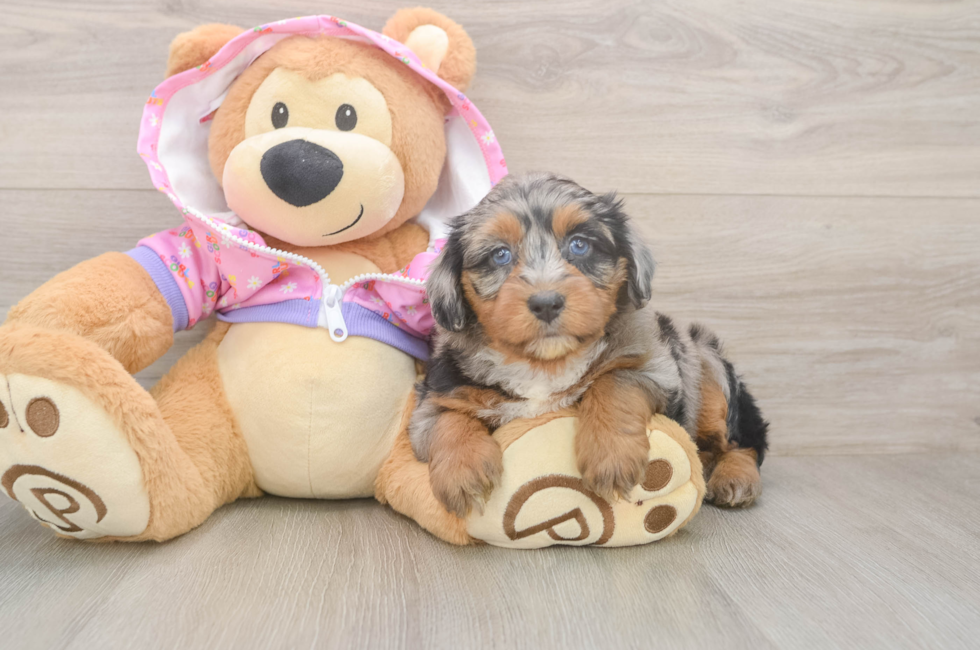 6 week old Mini Aussiedoodle Puppy For Sale - Seaside Pups