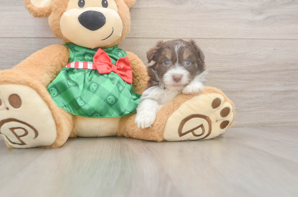 5 week old Mini Aussiedoodle Puppy For Sale - Seaside Pups