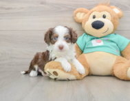 8 week old Mini Aussiedoodle Puppy For Sale - Seaside Pups