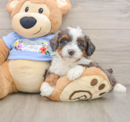 7 week old Mini Aussiedoodle Puppy For Sale - Seaside Pups