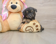 8 week old Mini Aussiedoodle Puppy For Sale - Seaside Pups