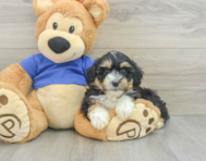 8 week old Mini Aussiedoodle Puppy For Sale - Seaside Pups