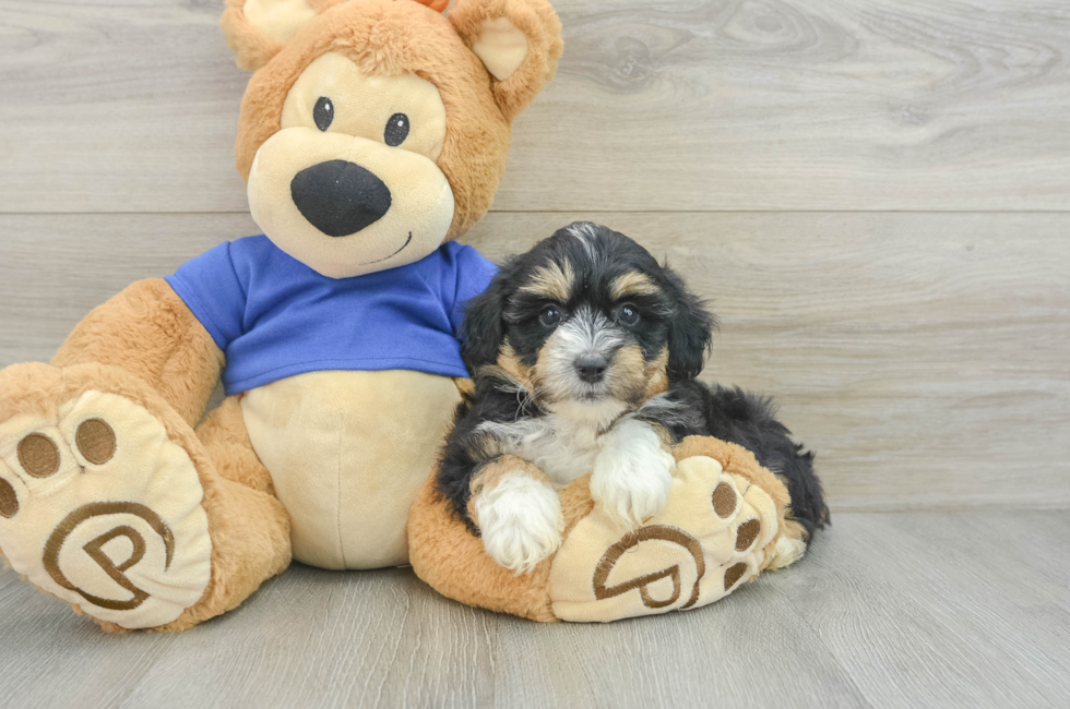 6 week old Mini Aussiedoodle Puppy For Sale - Seaside Pups