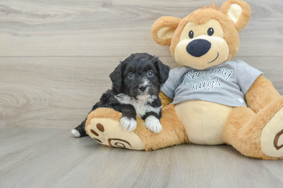 7 week old Mini Aussiedoodle Puppy For Sale - Seaside Pups