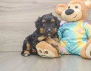 8 week old Mini Aussiedoodle Puppy For Sale - Seaside Pups