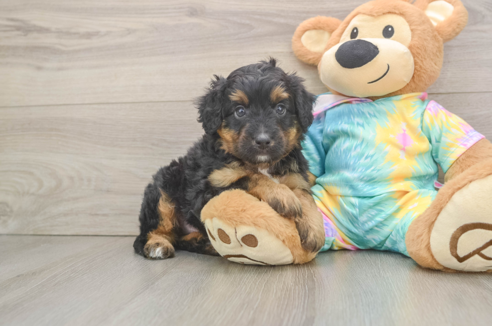 5 week old Mini Aussiedoodle Puppy For Sale - Seaside Pups
