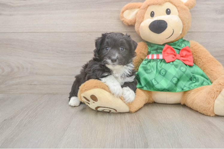 Friendly Mini Aussiedoodle Baby