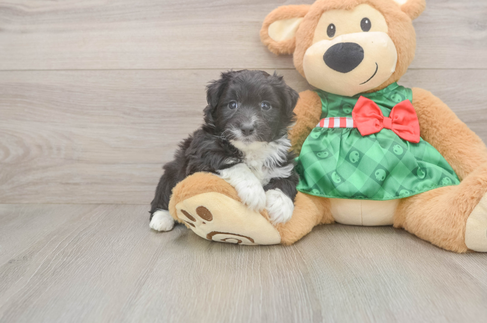 5 week old Mini Aussiedoodle Puppy For Sale - Seaside Pups