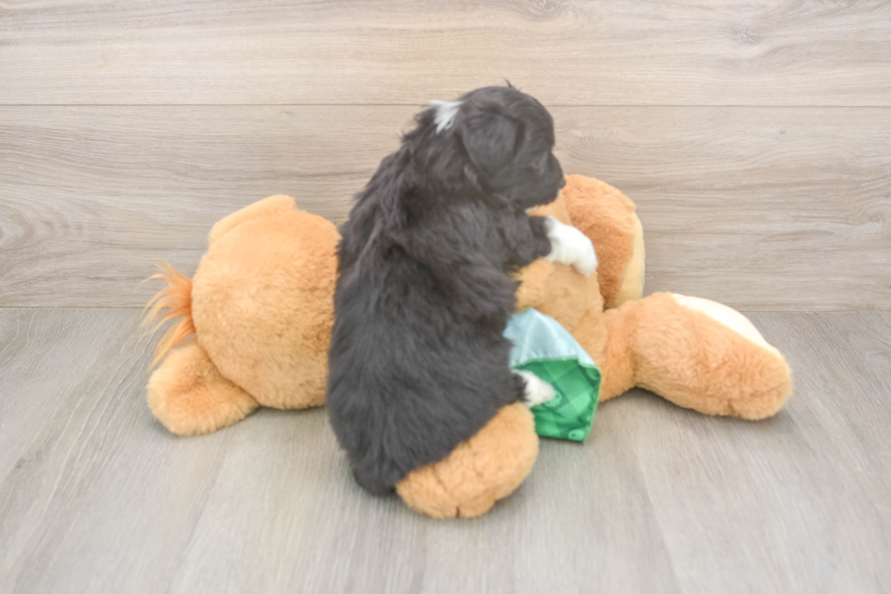 Mini Aussiedoodle Pup Being Cute