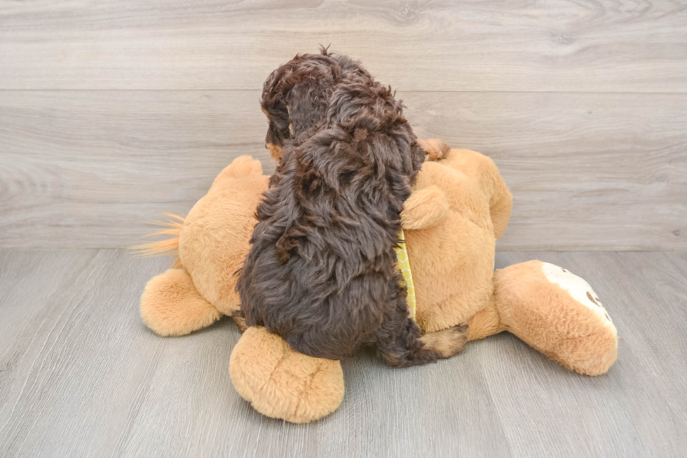 Mini Aussiedoodle Pup Being Cute