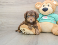 8 week old Mini Aussiedoodle Puppy For Sale - Seaside Pups