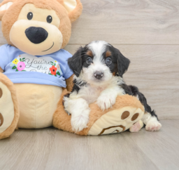 7 week old Mini Aussiedoodle Puppy For Sale - Seaside Pups