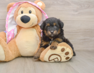 8 week old Mini Aussiedoodle Puppy For Sale - Seaside Pups