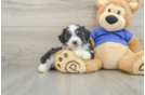 Fluffy Mini Aussiedoodle Poodle Mix Pup