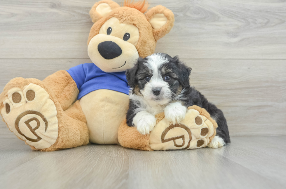 6 week old Mini Aussiedoodle Puppy For Sale - Seaside Pups