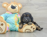 7 week old Mini Aussiedoodle Puppy For Sale - Seaside Pups