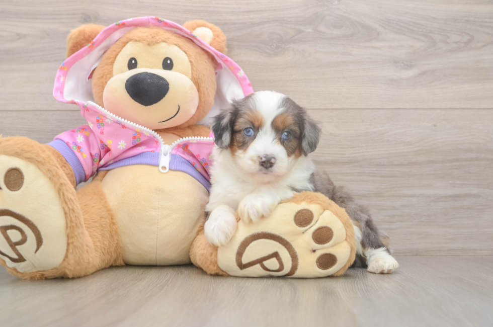 6 week old Mini Aussiedoodle Puppy For Sale - Seaside Pups