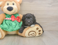 7 week old Mini Aussiedoodle Puppy For Sale - Seaside Pups