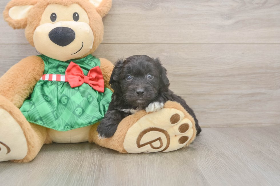 5 week old Mini Aussiedoodle Puppy For Sale - Seaside Pups