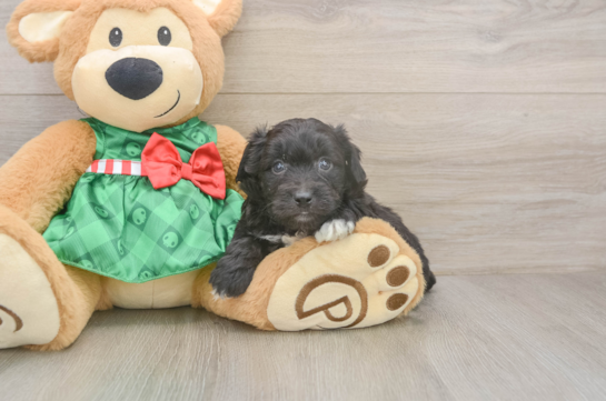 Smart Mini Aussiedoodle Poodle Mix Pup