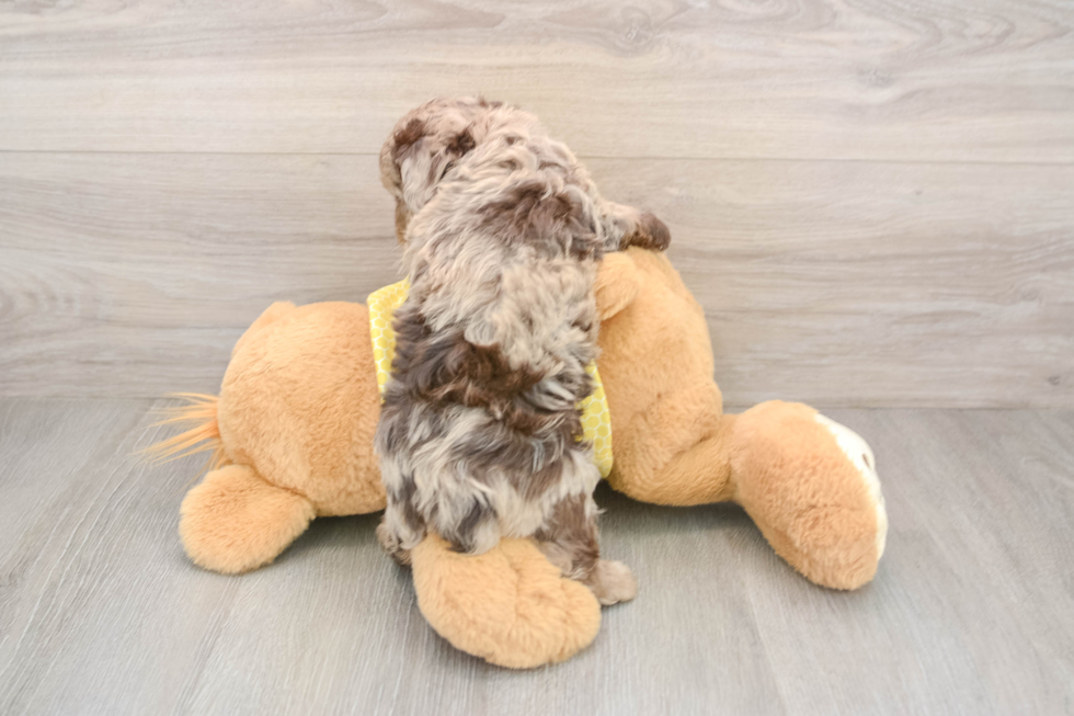 Happy Mini Aussiedoodle Baby