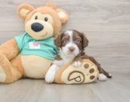 8 week old Mini Aussiedoodle Puppy For Sale - Seaside Pups