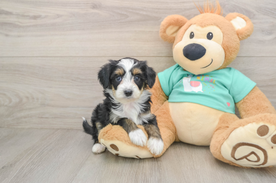 Mini Aussiedoodle Pup Being Cute