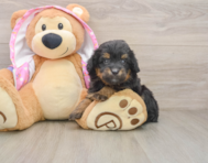 8 week old Mini Aussiedoodle Puppy For Sale - Seaside Pups