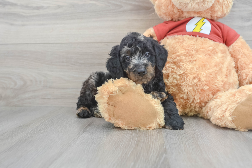 Mini Aussiedoodle Puppy for Adoption
