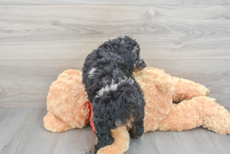 Mini Aussiedoodle Puppy for Adoption