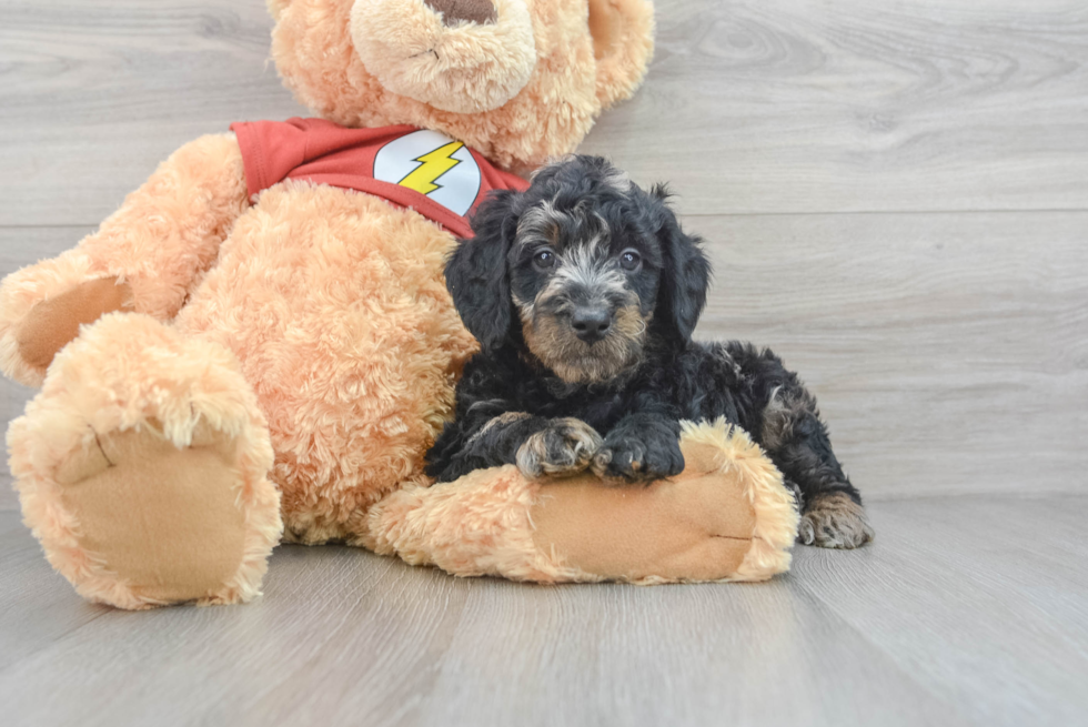 Best Mini Aussiedoodle Baby