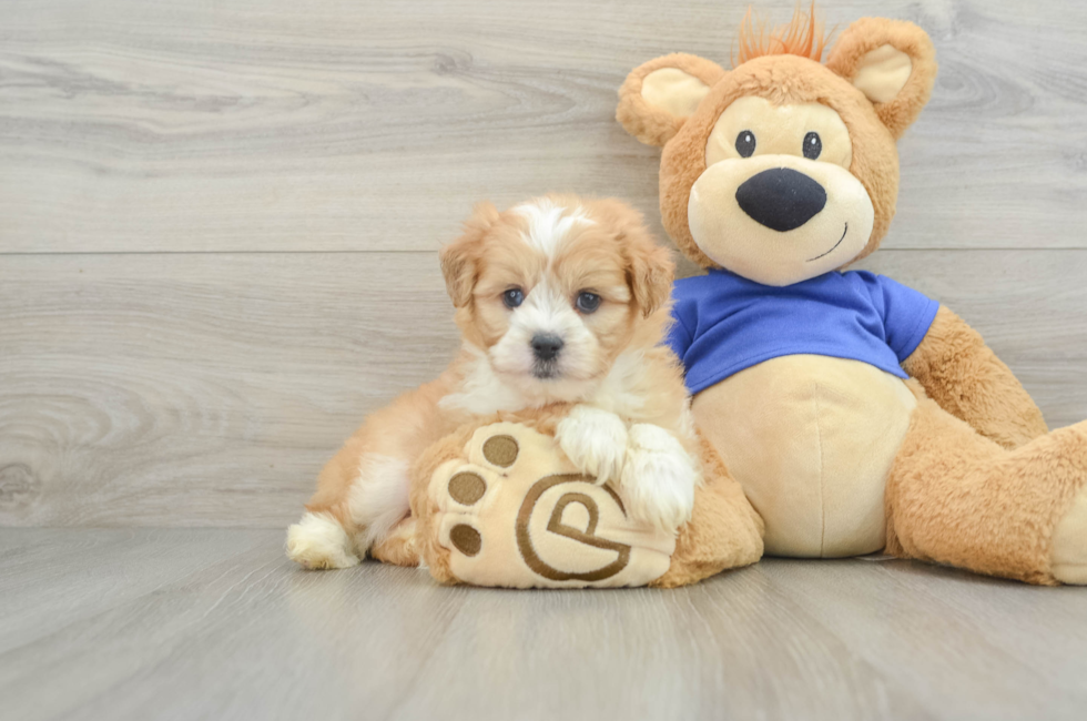 6 week old Mini Aussiedoodle Puppy For Sale - Seaside Pups