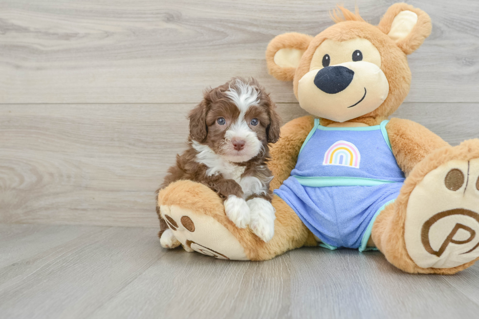 Best Mini Aussiedoodle Baby