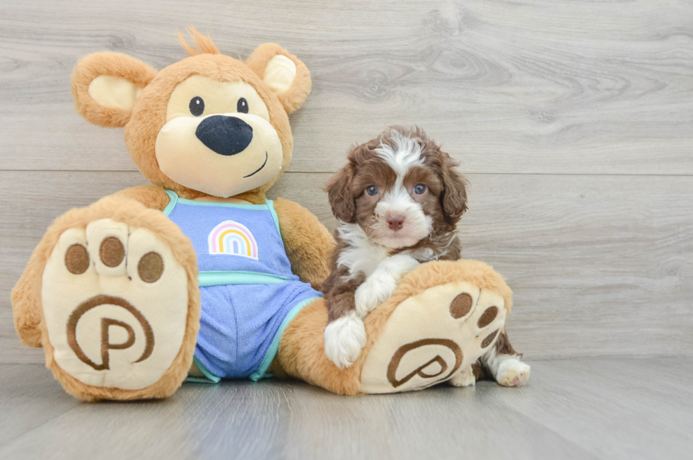 5 week old Mini Aussiedoodle Puppy For Sale - Seaside Pups