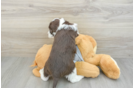 Smart Mini Aussiedoodle Poodle Mix Pup