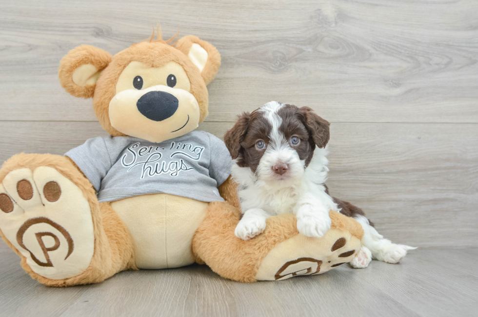 7 week old Mini Aussiedoodle Puppy For Sale - Seaside Pups