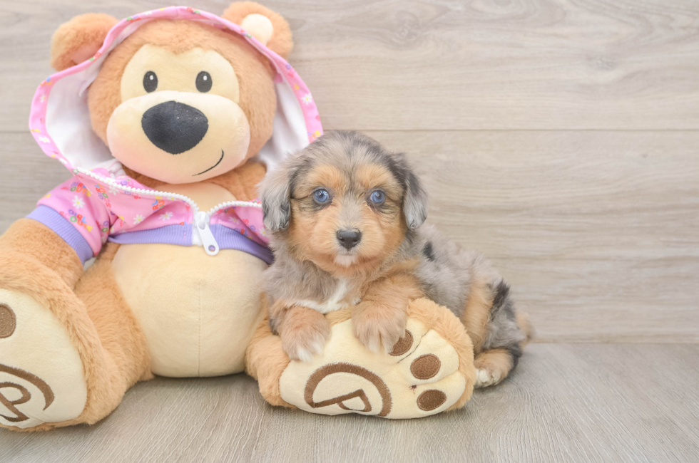6 week old Mini Aussiedoodle Puppy For Sale - Seaside Pups
