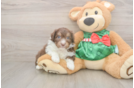 Popular Mini Aussiedoodle Poodle Mix Pup