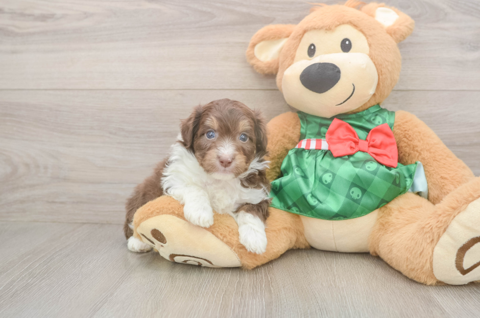 5 week old Mini Aussiedoodle Puppy For Sale - Seaside Pups