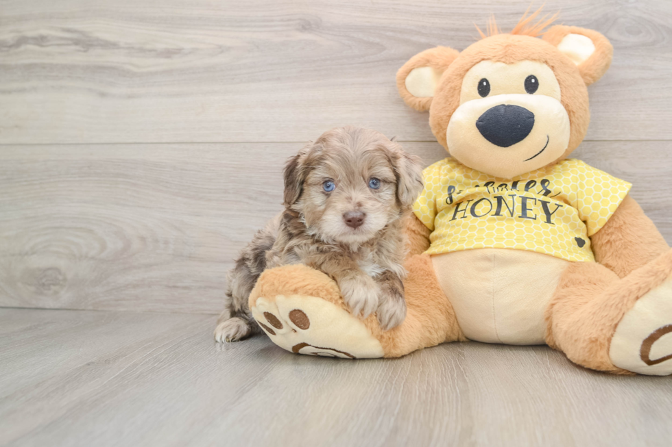Popular Mini Aussiedoodle Poodle Mix Pup