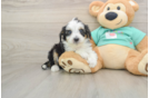 Best Mini Aussiedoodle Baby