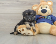 8 week old Mini Aussiedoodle Puppy For Sale - Seaside Pups