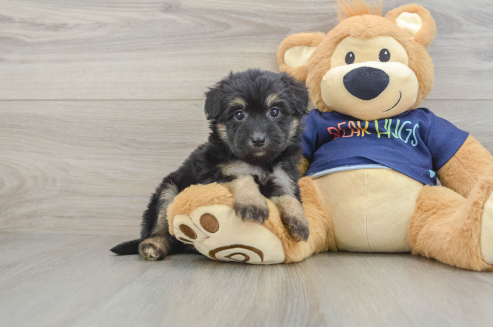 7 week old Mini Aussiedoodle Puppy For Sale - Seaside Pups