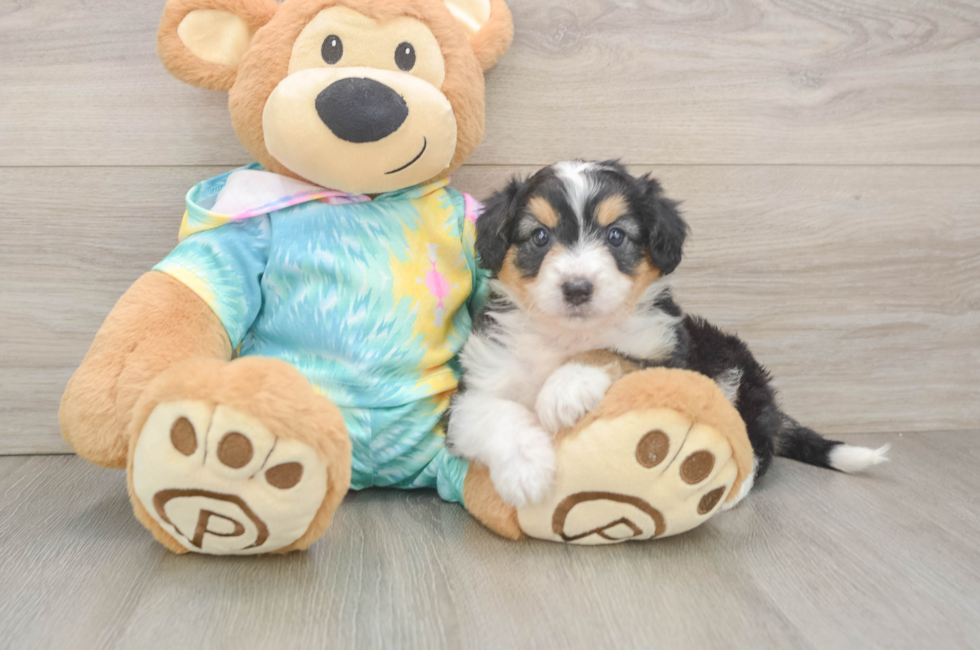 5 week old Mini Aussiedoodle Puppy For Sale - Seaside Pups