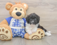 8 week old Mini Aussiedoodle Puppy For Sale - Seaside Pups