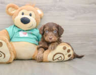 9 week old Mini Aussiedoodle Puppy For Sale - Seaside Pups